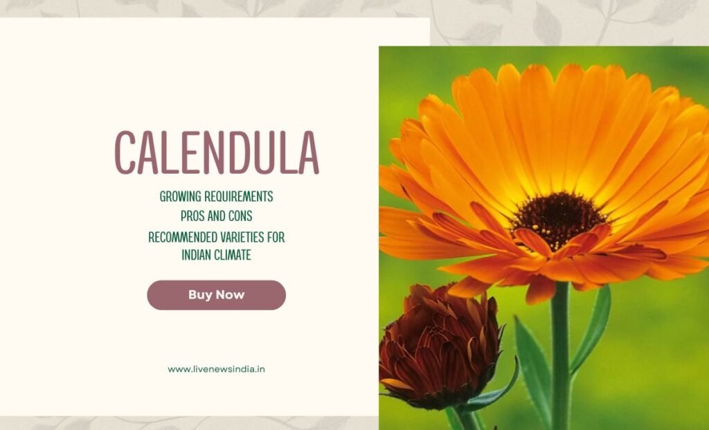 Best winter Flowers In India