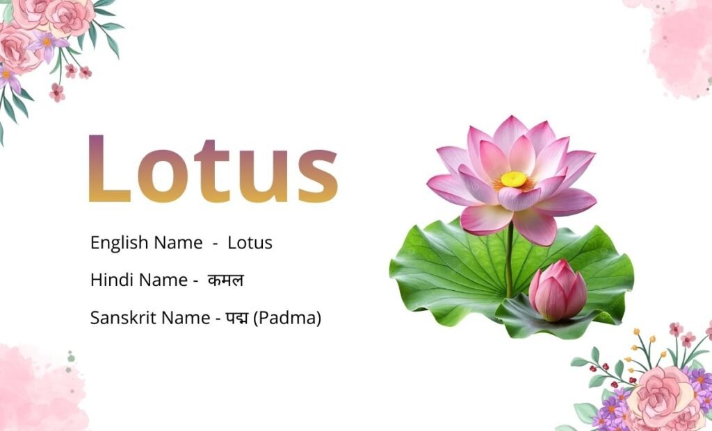 Flowers Name in Sanskrit
