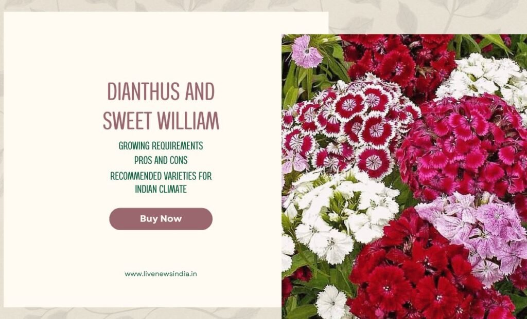 Best winter Flowers In India