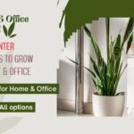 Best winter Flowers In India