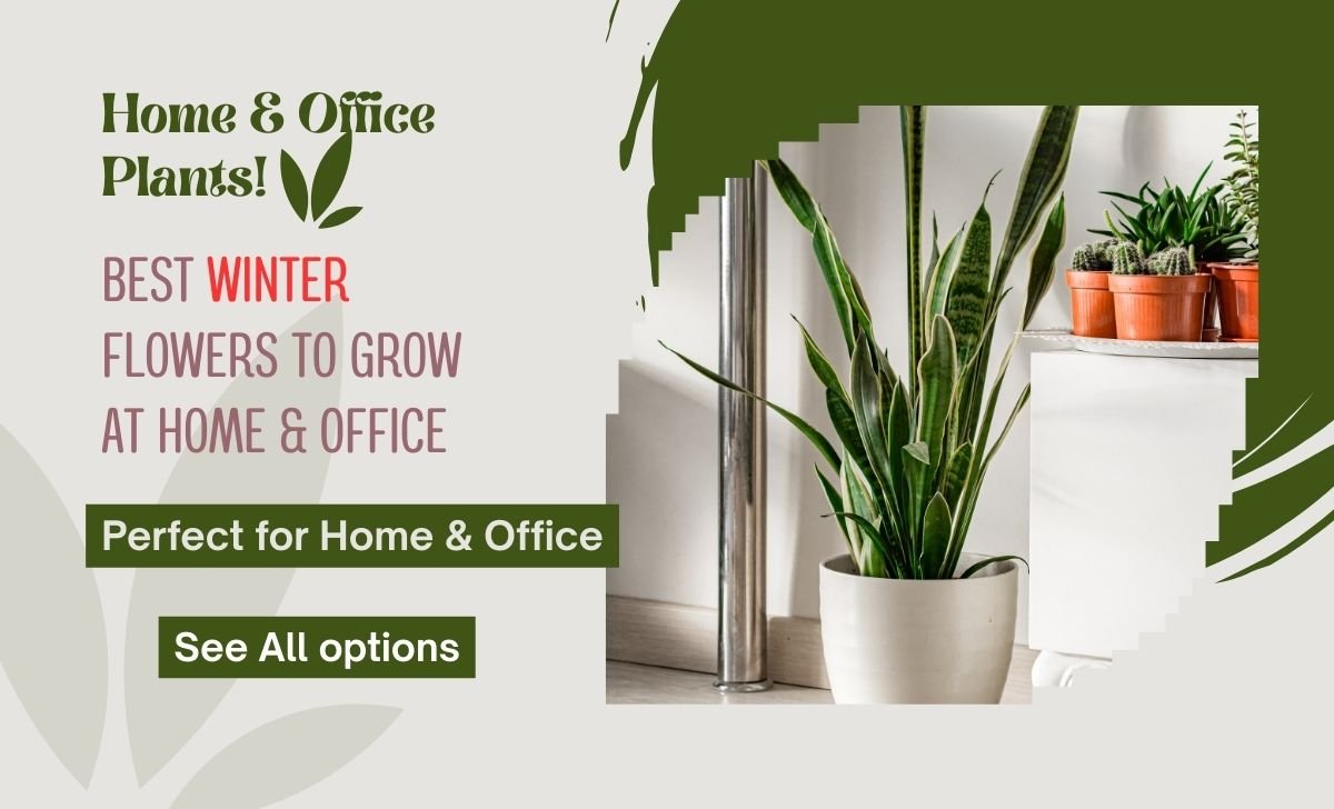 Home 25 Best winter Flowers In India