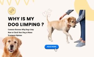 Why Is My Dog Limping ?