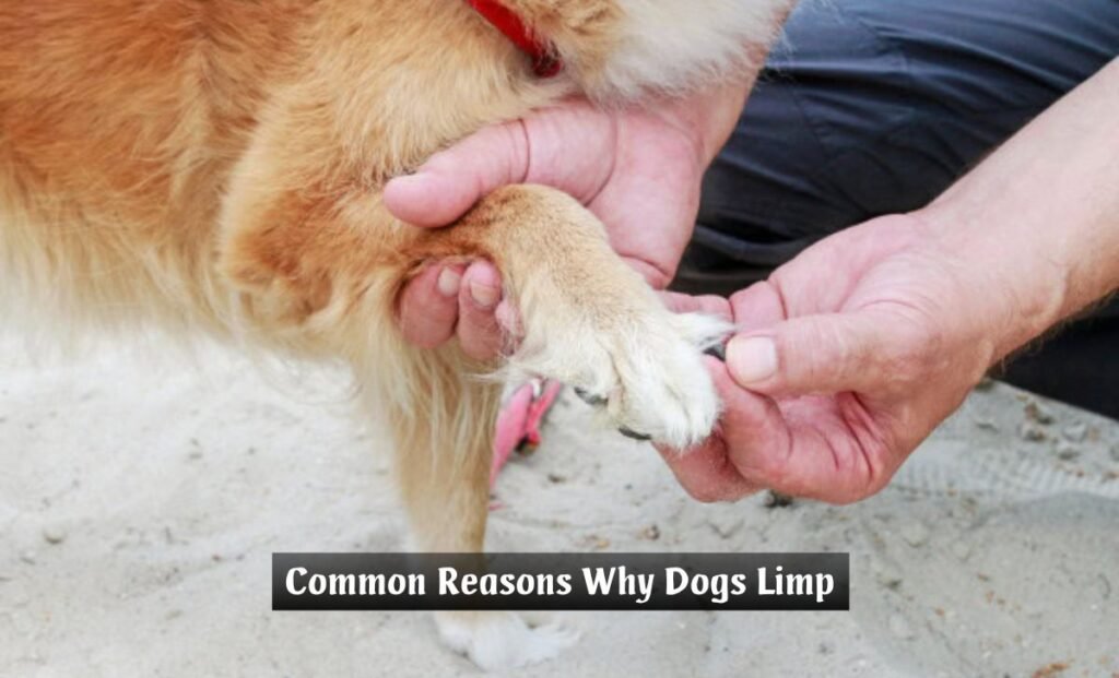Why Is My Dog Limping