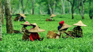 Tea Capital Of India: भारत की चाय राजधानी किस जगह को कहा जाता है