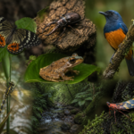 India Discovers 709 New Animal Species: Kerala Tops List